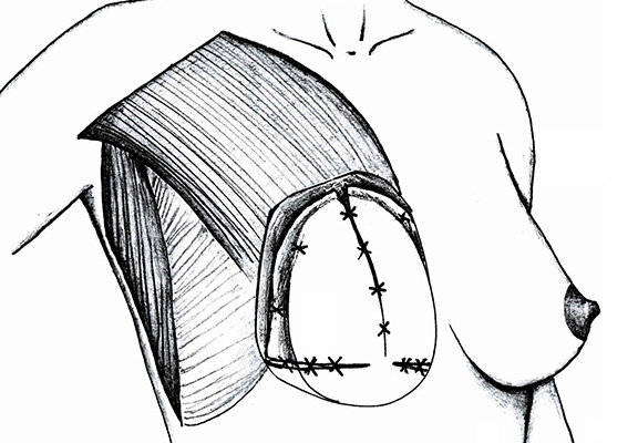 BRAXON_0002_Braxon-button 4